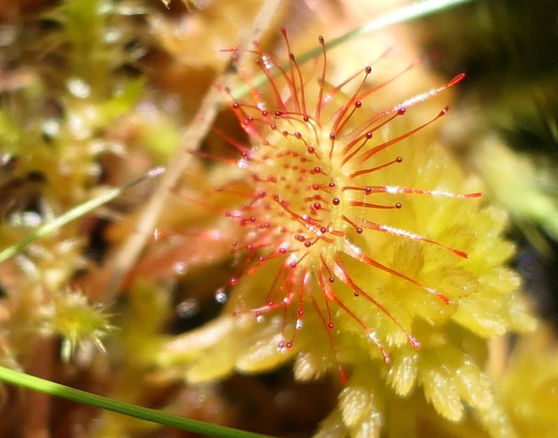 Rosnatka okrouhlolsit8 - klikněte pro zobrazení detailu Rosnatka okrouhlolsit8 - klikněte pro zobrazení detailu