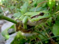 Rosnička zelená - Hyla arborea: Rosničky zelené byly dříve hojným druhem. Lidé…