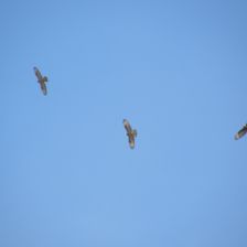Hejno včelojedů lesních (Pernis apivorus)