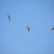 Hejno včelojedů lesních (Pernis apivorus)