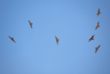 Hejno včelojedů lesních (Pernis apivorus) - klikněte pro zobrazení detailu