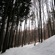 V lese