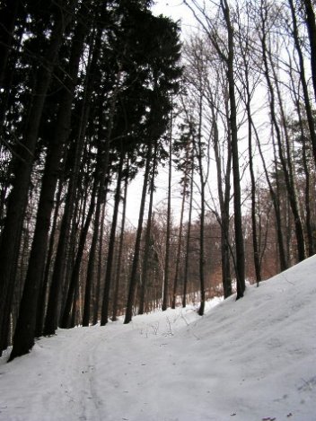 V lese - klikněte pro zobrazení detailu