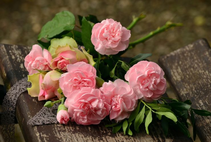 zobrazit detail snímku: Růže.