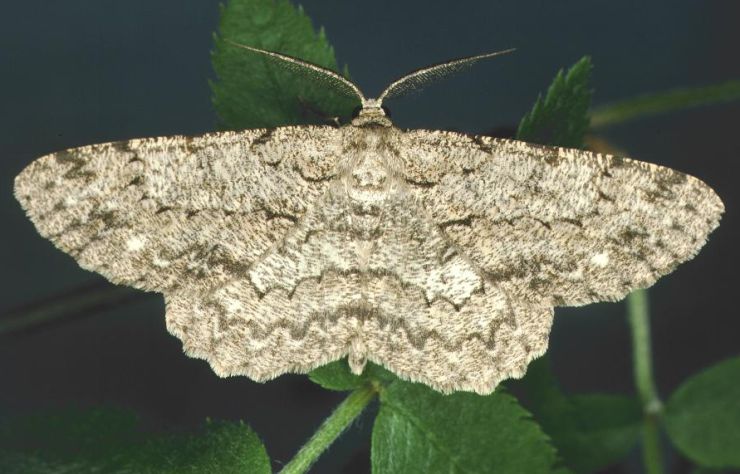 zobrazit detail snímku: Různorožec ovocný