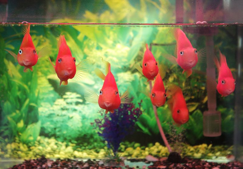 Akvarijní rybičky. - klikněte pro zobrazení detailu