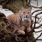 Opravdu chráníme jen ty top druhy?