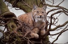 Opravdu chráníme jen ty top druhy?