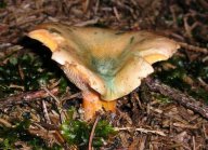 Ryzec pravý - Lactarius deterrimus: Výborná houbička, zejména v octovém nálevu....