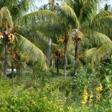 Kokosovníky na L'Union Estate (ostrov La Digue)