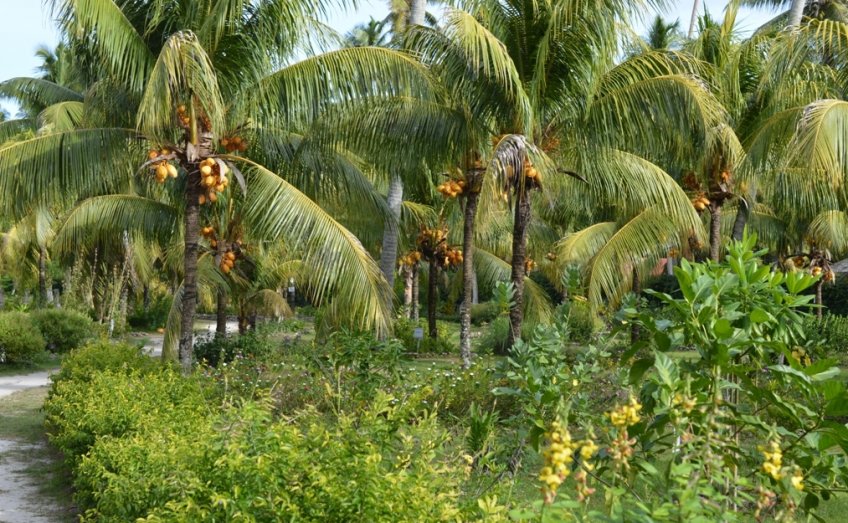 Kokosovníky na L'Union Estate (ostrov La Digue) - klikněte pro zobrazení detailu