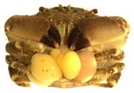 Kořenohlavci - Rhizocephala: Parazitismus je v přírodě fascinující jev.…