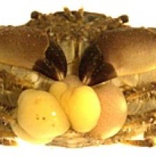 Sacculina sinensis na krabovi