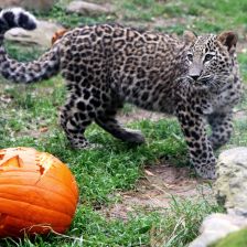 Levhard  v Safariparku Dvůr Králové