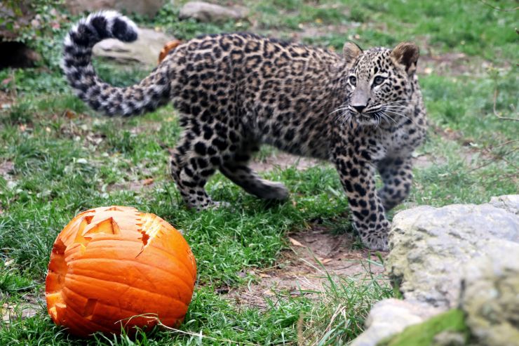 zobrazit detail snímku: Levhard  v Safariparku Dvůr Králové