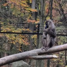 Dril černolící v Safari parku Dvůr Králové