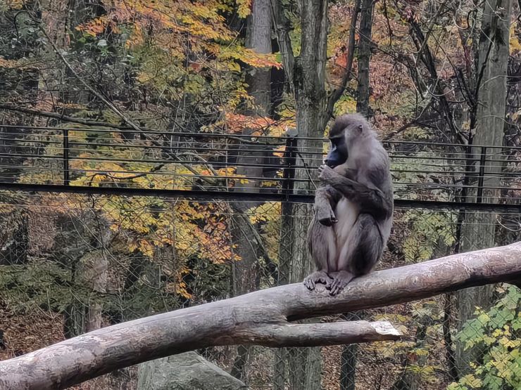 zobrazit detail snímku: Dril černolící v Safari parku Dvůr Králové