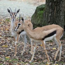 Fazely v Safari parku Dvůr Králové