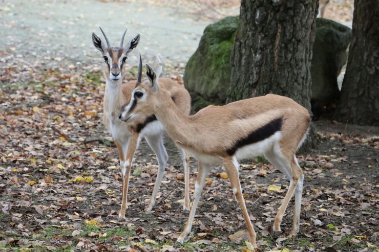 zobrazit detail snímku: Fazely v Safari parku Dvůr Králové