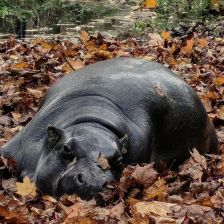 Hrošík parku Dvůr Králové