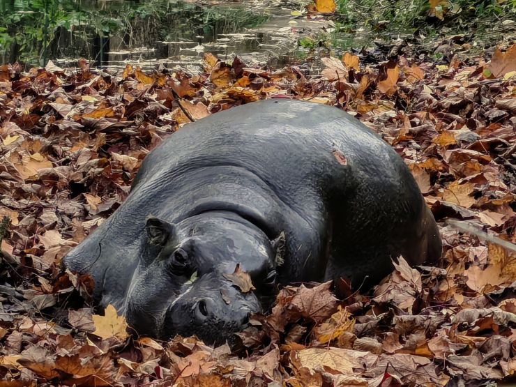 zobrazit detail snímku: Hrošík parku Dvůr Králové
