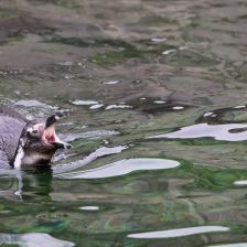 Tučňák brýlový v Safari parku Dvůr Králové