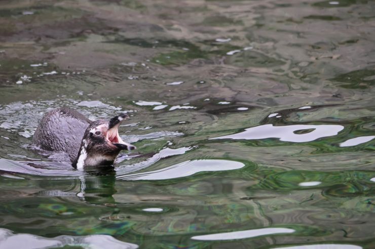 zobrazit detail snímku: Tučňák brýlový v Safari parku Dvůr Králové