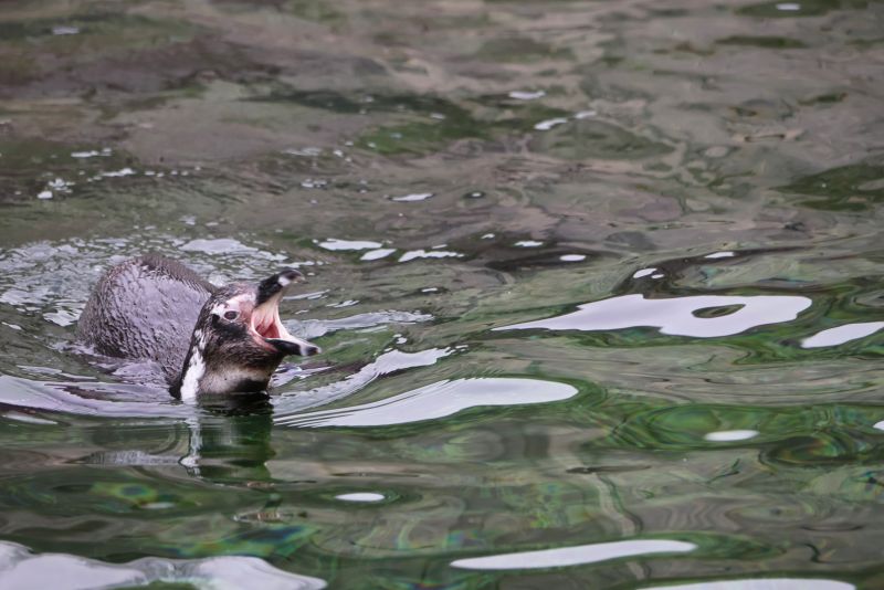 Tučňák brýlový v Safari parku Dvůr Králové - klikněte pro zobrazení detailu Tučňák brýlový v Safari parku Dvůr Králové - klikněte pro zobrazení detailu