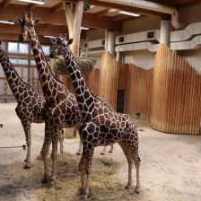 Žirafy Safari parku Dvůr Králové