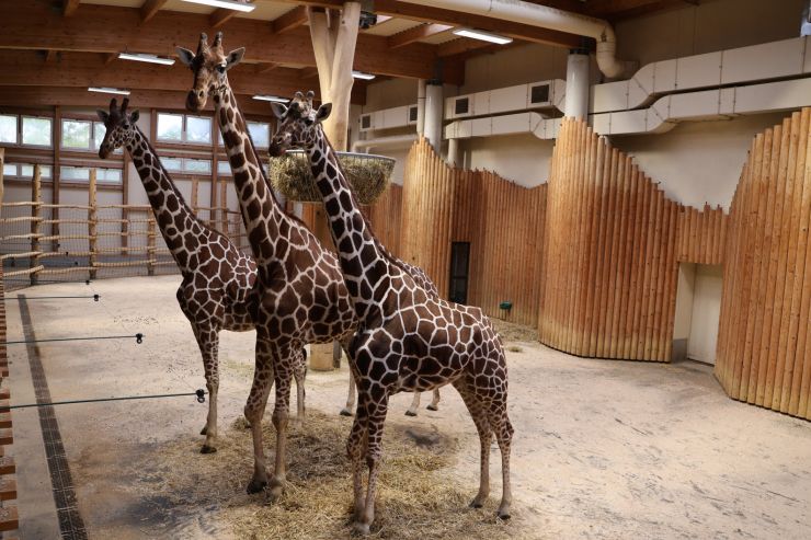 zobrazit detail snímku: Žirafy Safari parku Dvůr Králové