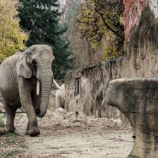 Slon v Safari parku Dvůr Králové