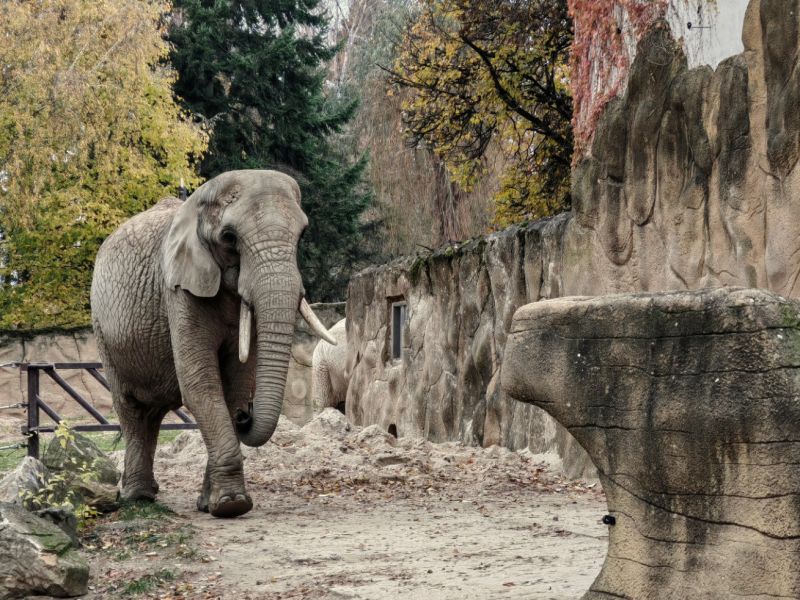 Slon v Safari parku Dvůr Králové - klikněte pro zobrazení detailu Slon v Safari parku Dvůr Králové - klikněte pro zobrazení detailu