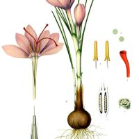 Ilustrace šafrán - klikněte pro zobrazení detailu