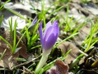 Začíná jaro: První jarní den je za námi a jaro se hlásí o…