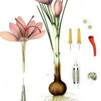 Ilustrace šafrán - klikněte pro zobrazení detailu