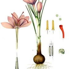 Ilustrace šafrán