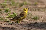 Strnad obecný – Emberiza citrinella: Strnad obecný (Emberiza citrinella) je známým a…