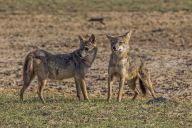 Šakal obecný aneb šakali vyjí i v Česku: Když se řekne šakal, můžeme si přestavit…