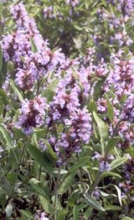 Šalvěj lékařská - Salvia officinalis: Šalvěj nebyla ještě donedávna příliš známou…