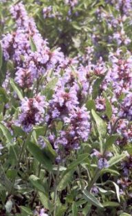 Šalvěj lékařská - Salvia officinalis: Šalvěj nebyla ještě donedávna příliš známou…