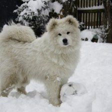 Samojed