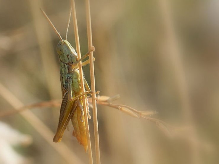 zobrazit detail snímku: Saranče