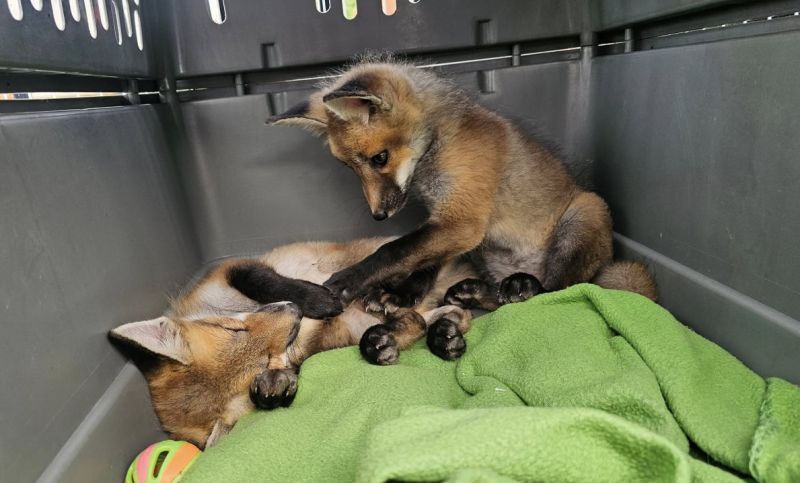 Zachráněné lišky ze SaveAFox. - klikněte pro zobrazení detailu