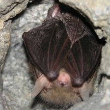 auriťák:Plecotus auritus (netopýr ušatý)