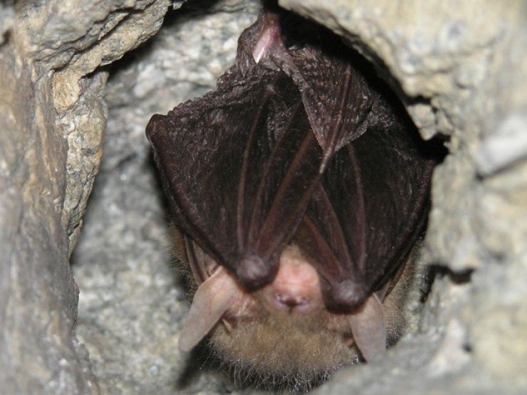 zobrazit detail snímku: auriťák:Plecotus auritus (netopýr ušatý)
