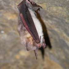 myoťák: Myotis myotis (netopýr velký)