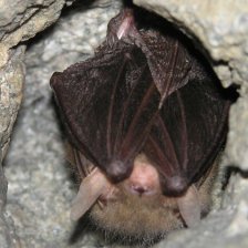 auriťák:Plecotus auritus (netopýr ušatý)