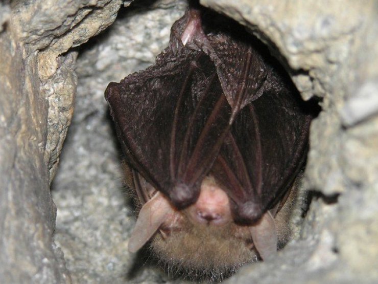 zobrazit detail snímku: auriťák:Plecotus auritus (netopýr ušatý)