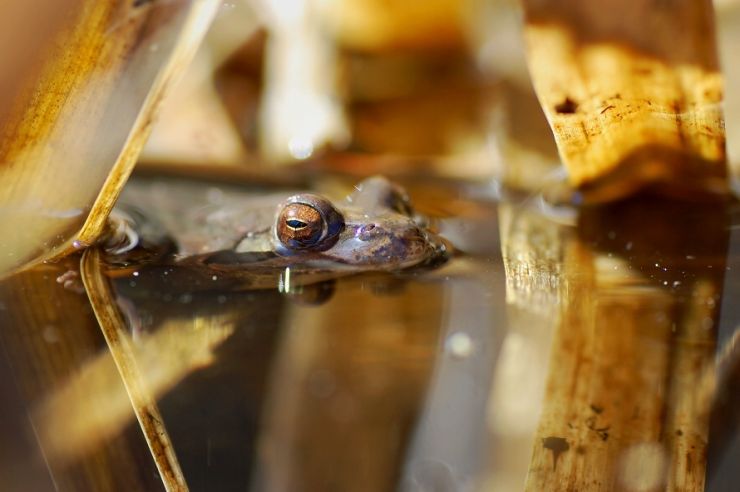 zobrazit detail snímku: Skokan štíhký