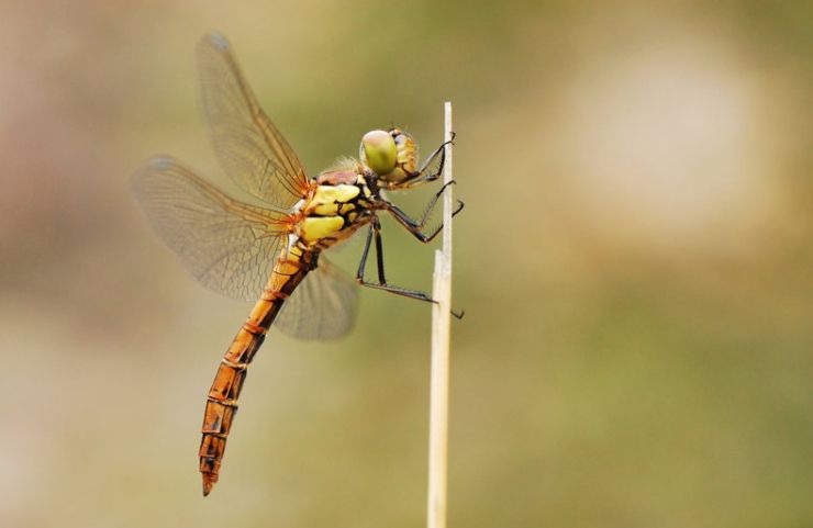 zobrazit detail snímku: Vážka rudá samička
